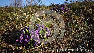 Violet de bois, violet sucré Viola odorata, plante sauvage pendant la floraison au printemps sur les pentes de l'estuaire banque de vidéos Violet de bois, violet sucré Viola odorata, plante sauvage pendant la floraison au printemps sur les pentes de l'estuaire banque de vidéos