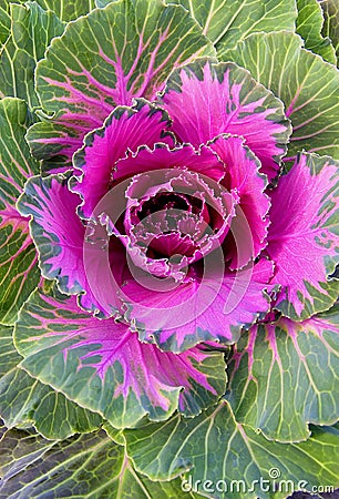 Violet decorative cabbage Stock Photo