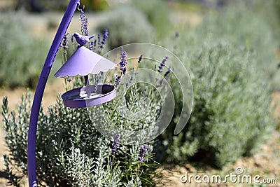 Violet decorative cage with bird in a lavender field Stock Photo