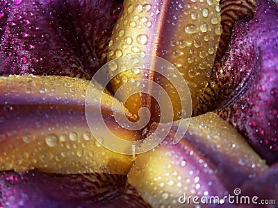 Violet dewy iris Stock Photo