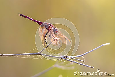 Violet dropwing darter dragonfly perched on a stick Stock Photo