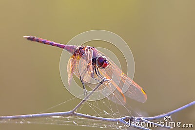 Violet dropwing dragonfly perched on a stick Stock Photo