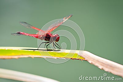 The Violet Dropwing Stock Photo