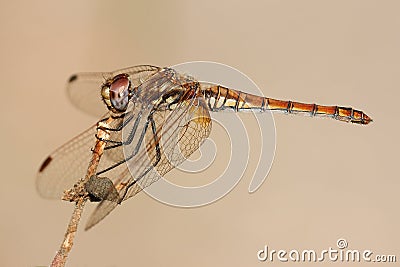 Violet dropwing Stock Photo