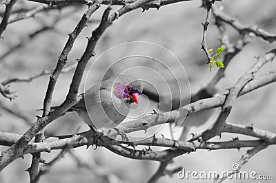 Violet-eared Waxbill - African Wild Bird Background - Selective Colors Stock Photo