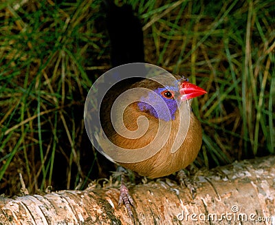 Violet Eared Waxbill, uraeginthus granatina, Male Stock Photo