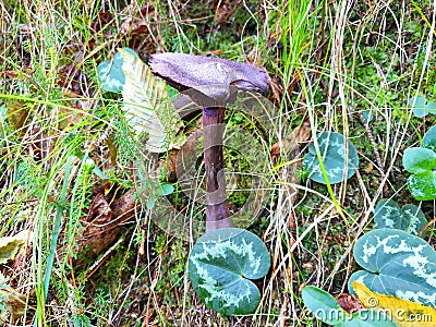 Violet edible mushroom cortinarius violaceus Stock Photo