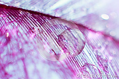 Violet feather with big transparent drop of water dew Stock Photo