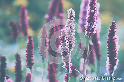 Violet field flowers, summer morning. Stock Photo