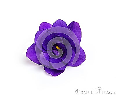 Violet flower Stock Photo