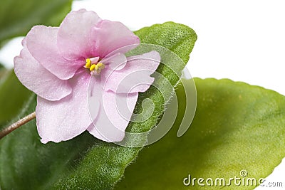 Violet flower Stock Photo