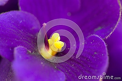 Violet flower Stock Photo