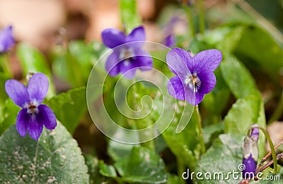 Violet flower Stock Photo