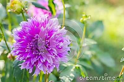 Violet flower blooming on green background. Autumn Chrysanthemum. Stock Photo