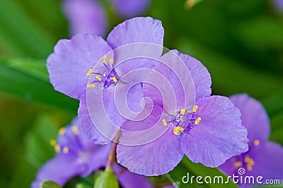 Violet flower bright and fresh shot close-up Stock Photo