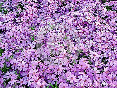 Violet flower carpet Stock Photo
