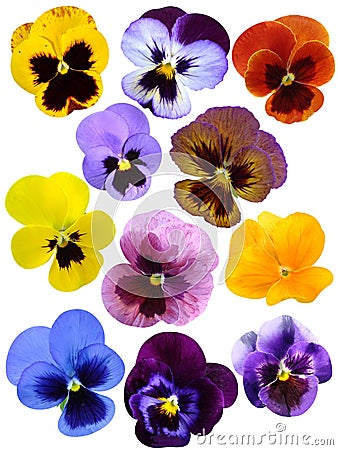 violet flower collection Stock Photo