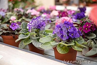 Violet flower in a flower pot. Beautiful flower shop. Stock Photo