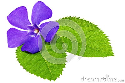 Violet flower on green leaf .Closeup on white background. Stock Photo