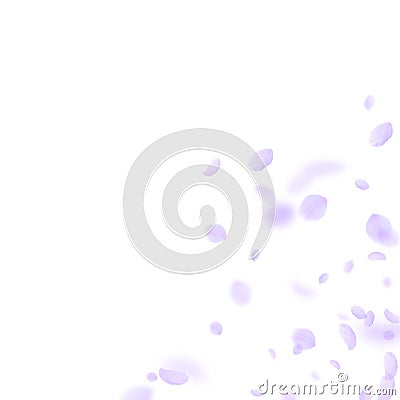 Violet flower petals falling down. Fancy romantic Vector Illustration