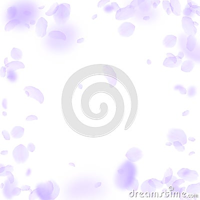 Violet flower petals falling down. Vibrant romantic flowers vignette. Flying petal on white square b Vector Illustration