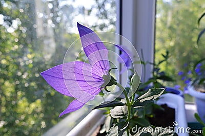 Violet flower of Platycodon grandiflorus on sunlight. Balcony greening. Stock Photo