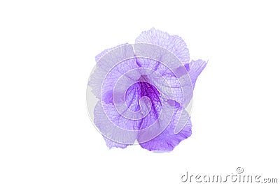 Violet flower,Ruellia squarrosa on a white background,Hygrophila erecta,Watrakanu,Iron root,Feverroot,Trai-no,Toi ting,Biennial Stock Photo