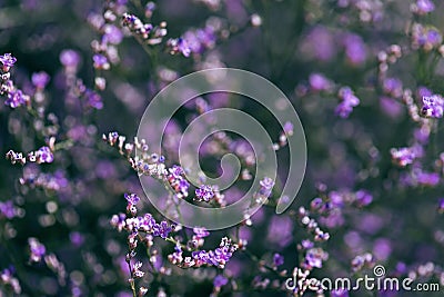 Violet flower of the sea lavender in the meadow. Stock Photo