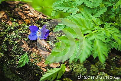 Violet flower on the tree bark Stock Photo