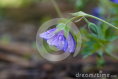 Violet flower with water drops Stock Photo