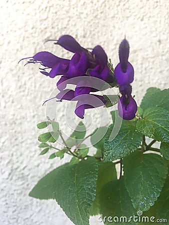 Violet flowerd of a salvia guaranitica Stock Photo