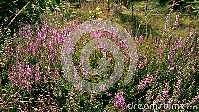 Violet flowering forest heathers. Stock Photo