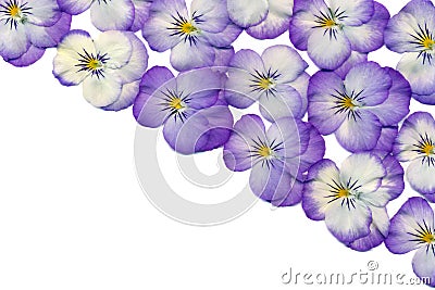 Violet flowers Stock Photo