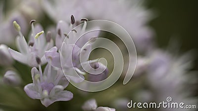 Violet flowers of allium bloom in the garden. Petals, pistils and stamens of the flower. Stock Photo