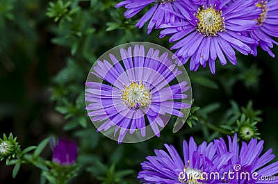 Violet flowers Stock Photo