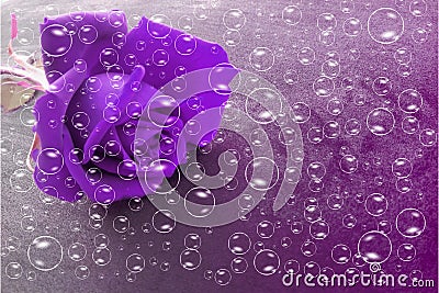 Violet rose flower with bubbles and violet shaded textured background, vector illustration. Vector Illustration