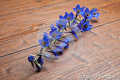 Violet flowers and buds of wild campanula on wooden table. Stock Photo