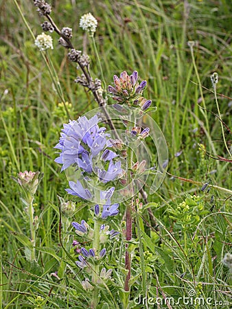 Violet flowers of Campanula cervicaria Stock Photo