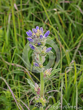 Violet flowers of Campanula cervicaria Stock Photo