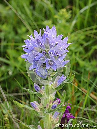 Violet flowers of Campanula cervicaria Stock Photo