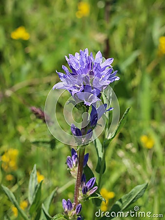 Violet flowers of Campanula cervicaria Stock Photo