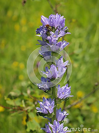 Violet flowers of Campanula cervicaria Stock Photo