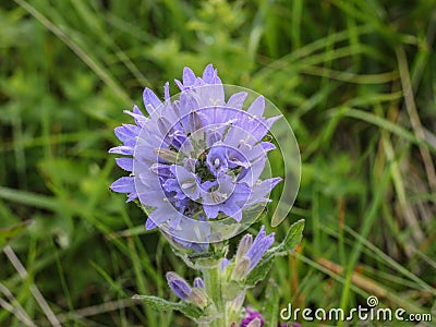 Violet flowers of Campanula cervicaria Stock Photo