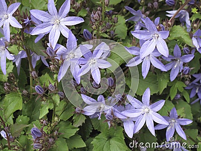 Campanula poscharskyana in bloom Stock Photo