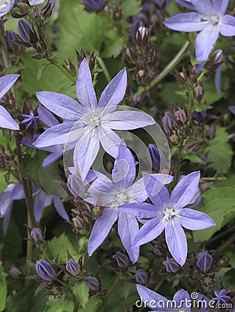 Campanula poscharskyana in bloom Stock Photo