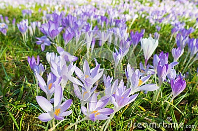 Violet Flowers at the Flora in Cologne, Germany, are the first blossoming plants in spring Stock Photo