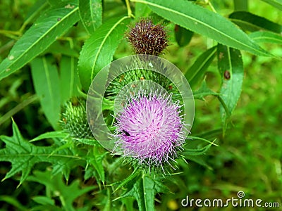 Violet flowers meadow thistles thorns Stock Photo