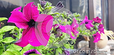 Violet flowers of Mirabilis jalapa marvel of peru grow in a pot by the restaurant window. Stock Photo
