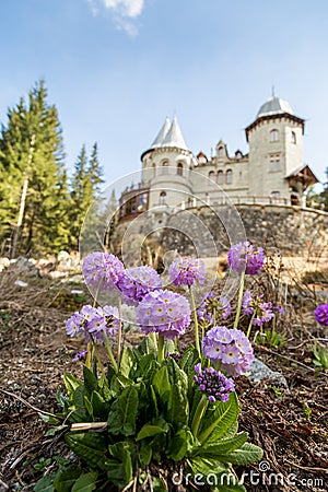 Violet flowers an Savoia Castle in Gressoney Editorial Stock Photo