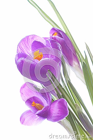 Violet flowers in spring Stock Photo